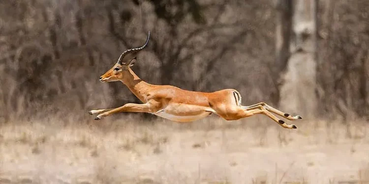 64 perros de razas, antílopes…: Esto fue lo que encontró el MP durante allanamiento en finca «Los Gambinos»