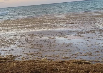 Sargazo vuelve a expandir presencia en costas y afecta generación energía