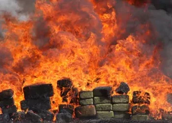 PGR incinera 200 kilogramos de drogas ocupadas en recientes operativos