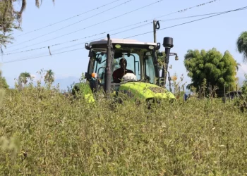 Agricultura dispone veda cultivos hospederos de la mosca blanca 