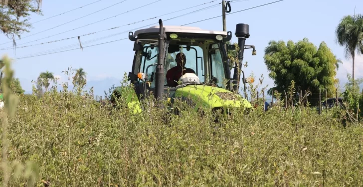 Agricultura dispone veda cultivos hospederos de la mosca blanca 