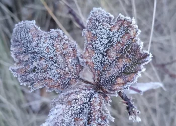 Valle Nuevo amanece cubierto de escarcha tras temperaturas bajo cero