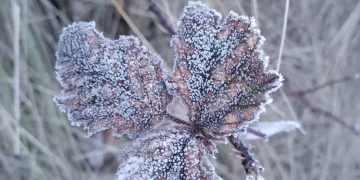 Valle Nuevo amanece cubierto de escarcha tras temperaturas bajo cero