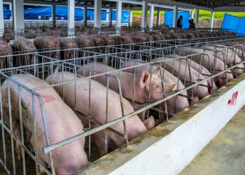 Gobierno dispone medidas sanitarias para evitar brotes de la Fiebre Porcina Africana