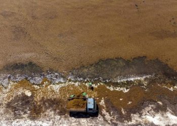 Gobierno donará un millón de dólares a universidades para que investiguen sobre el sargazo