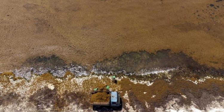 Gobierno donará un millón de dólares a universidades para que investiguen sobre el sargazo