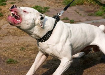 Perro pitbull muerde niño de nueve años en distintas partes de su cuerpo en La Vega