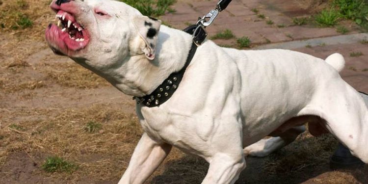 Perro pitbull muerde niño de nueve años en distintas partes de su cuerpo en La Vega