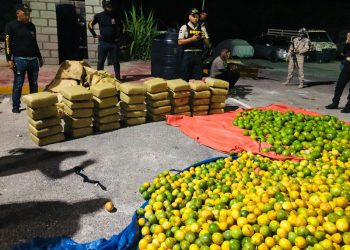 Cesfront decomisa 390 libras de marihuana en sacos de chinola, aguacate y naranjas en Pedernales
