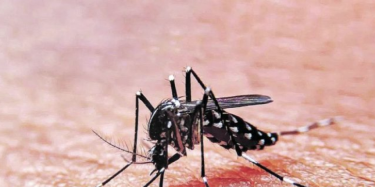 Confirman primer caso de dengue por transmisión intrauterina en República Dominicana