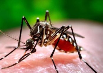 OMS eleva a alto el riesgo de expansión global del dengue, con 5,000 muertes en 2023