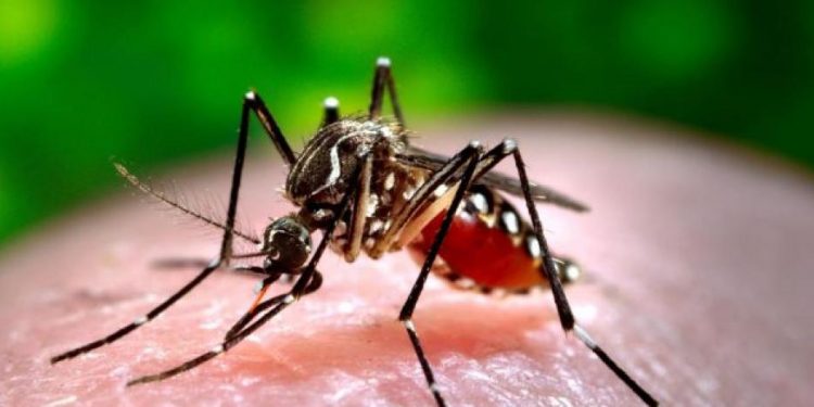 OMS eleva a alto el riesgo de expansión global del dengue, con 5,000 muertes en 2023