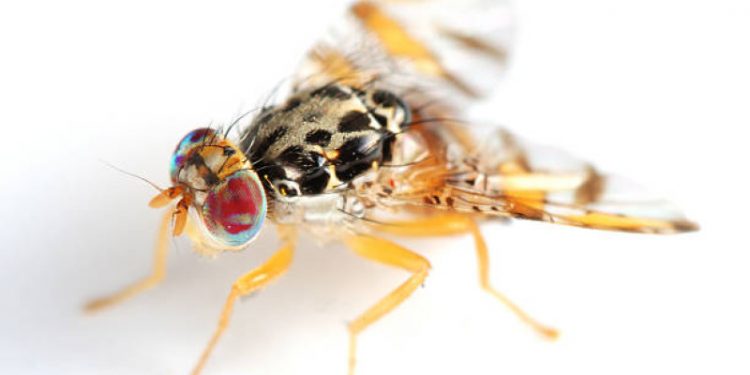 Lo que debes saber de la mosca del Mediterráneo detectada en la zona este del país