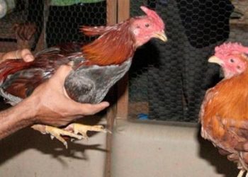 En últimos dos años el Ministerio de Deportes ha recaudado más de 43 millones de pesos con galleras