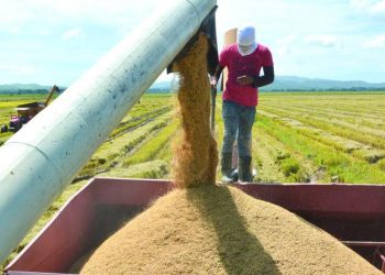 Advierten arroz con arsénico que llega a Haití desde EEUU crea alerta sobre seguridad alimentaria