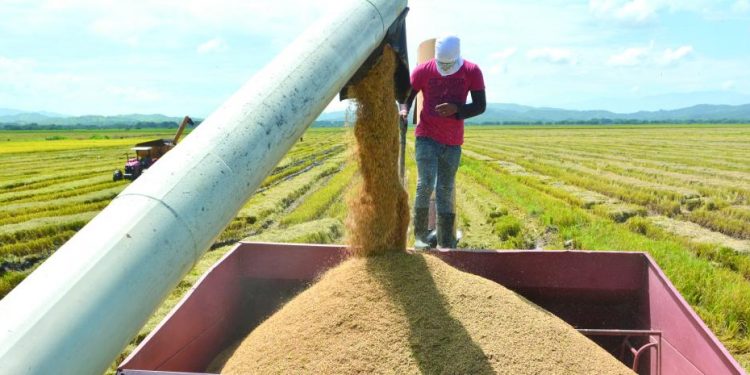 Advierten arroz con arsénico que llega a Haití desde EEUU crea alerta sobre seguridad alimentaria