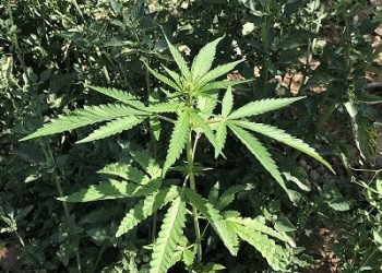 Conocerán hoy solicitud de preventiva contra líder de mafia rusa vinculada a estafa con cannabis