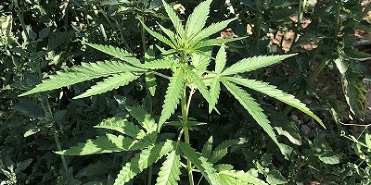 Conocerán hoy solicitud de preventiva contra líder de mafia rusa vinculada a estafa con cannabis