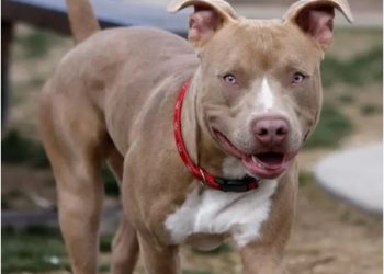 Un perro pitbull muerde a un niño en Villa Bao, Santiago