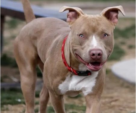 Un perro pitbull muerde a un niño en Villa Bao, Santiago