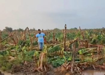 Ventarrón destruye cientos plantaciones de plátanos en Monte Cristi