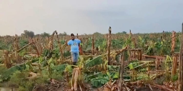 Ventarrón destruye cientos plantaciones de plátanos en Monte Cristi