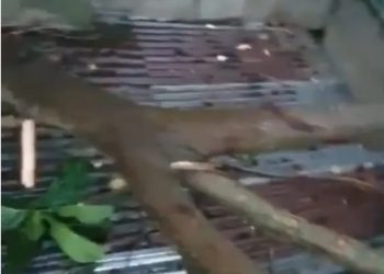 Caída de árbol afecta vivienda en sector de Santiago