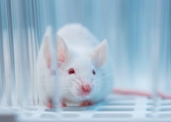 Un ratón se cuela en un avión y lo fuerza a aterrizar en Dinamarca