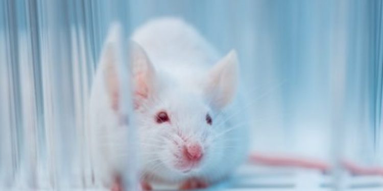 Un ratón se cuela en un avión y lo fuerza a aterrizar en Dinamarca