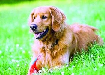 El Pacto por los Animales va al Congreso Nacional por Día Mundial de los Animales