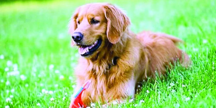 El Pacto por los Animales va al Congreso Nacional por Día Mundial de los Animales
