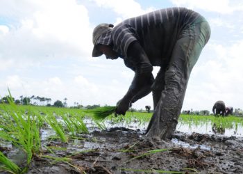 Arroceros de Montecristi y Valverde temen crisis por la repatriación de haitianos