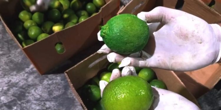 Ocupan162 limones de cerámica rellenos de cocaína que serían enviados a Bélgica