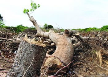 Medio Ambiente toma control de área diezmada en Las Dunas de Baní