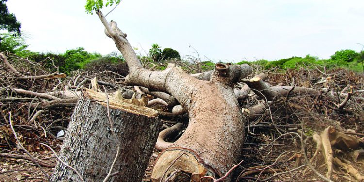 Medio Ambiente toma control de área diezmada en Las Dunas de Baní