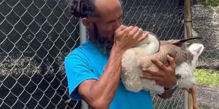 Dueño de ganso realiza reencuentro en el Zoológico Nacional y pide su devolución