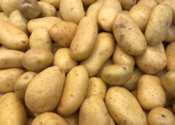 RD logró ser autosuficiente en producción de papas, dice el ministro Limber Cruz
