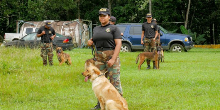Más de 50 perros llegan desde Colombia a trabajar a la Unidad Canina de la DNCD