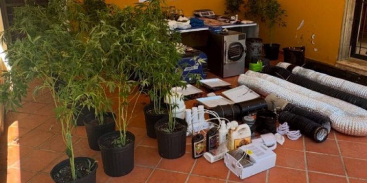 Detienen a hombre que utilizaba casa como vivero para cultivar marihuana en La Vega