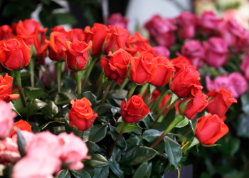 Floristerías y puestos de flores aumentan oferta por San Valentín