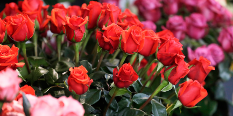 Floristerías y puestos de flores aumentan oferta por San Valentín