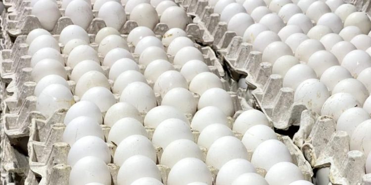 RD exporta 50 millones de huevos mensuales a varios países, pero no a USA