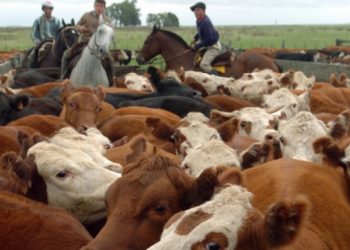 La DGII obliga al subsector carne bovina a retener un 1% de renta de vendedores informales