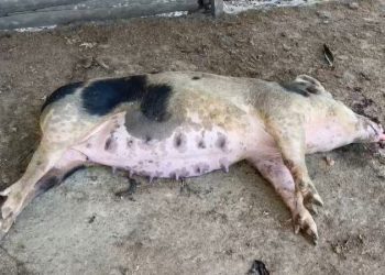 Gobierno inicia matanza y sepultura de cerdos en Dajabón para evitar propagación de la fiebre porcina