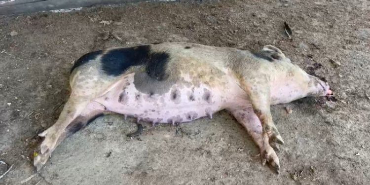Gobierno inicia matanza y sepultura de cerdos en Dajabón para evitar propagación de la fiebre porcina