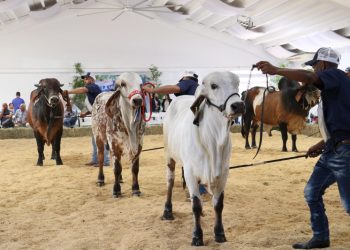 Ganados: Un año de preparación para su exhibición en la Feria Agropecuaria 2025