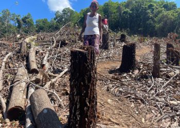 Campesinos detienen tala de árboles en Sánchez Ramírez