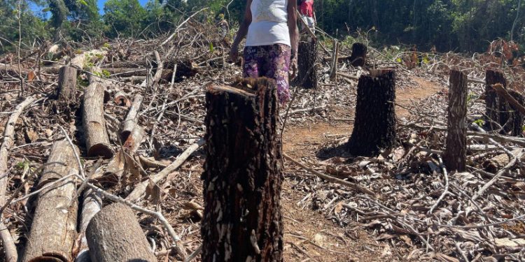 Campesinos detienen tala de árboles en Sánchez Ramírez