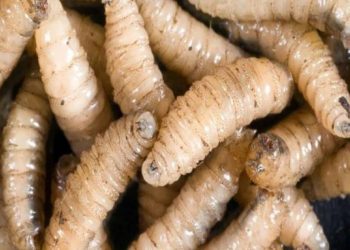 Aumentan casos de miasis por gusano barrenador en humanos en el sur de México