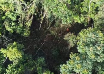 Barrick Gold aclara que árboles talados es para construir camino en terrenos de su propiedad